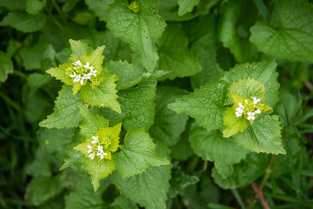 Nahaufnahme Knoblauchsrauke mit Blüten.